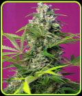 Gorilla Girl - Sweet Seeds