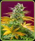 Gorilla Girl F1 Fast Version - Sweet Seeds