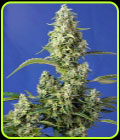 Gorilla Girl XL Auto - Sweet Seeds