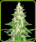 Gorilla - Lineage Genetics