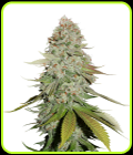 Gorilla - Seed Stockers