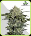 Gorilla Auto - Auto Seeds