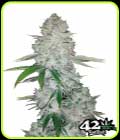 Gorilla Auto - FastBuds
