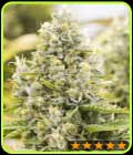 Gorilla Auto - PowerStrains