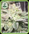 SALE - Gorilla Auto - Double Seeds - Cannabis Seed Sale Items