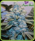 Gorilla #4 - Anesia Seeds