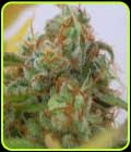 Gorilla #4 Auto - Original Sensible Seeds