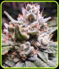 Gorilla #4 Auto - Expert Seeds