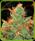 Gorilla #4 × Lilly - Expert Seeds