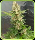 Gorilla Ice Cream - Expert Seeds