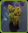 Gorilla OG - Dr Underground