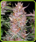 Gorilla Punch Auto - FastBuds