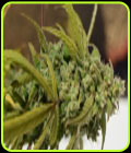 Gorilla SFV OG - Expert Seeds