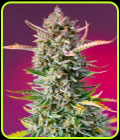 Gorilla Sherbet F1 Fast Version - Sweet Seeds