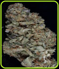 Gorilla Zkittelz - Big Head Seeds