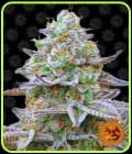 Gorilla Zkittlez - Barneys Farm Seeds