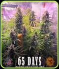 Gorilla Zkittlez Auto - Barneys Farm Seeds