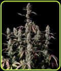 Gorilla Zkittlez Auto - FastBuds