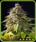 Gorilla Zkittlez - PowerStrains