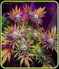 Gorillagasm - Top Shelf Elite Seeds