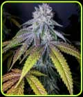 Grand Dude #8 - Propaganja Seeds