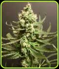 Grand Exodus - Pot Valley Seeds