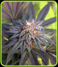 Grand Poohbah - Norstar Genetics