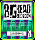 Grandaddy Banner - Big Head Seeds