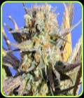 SALE - Grandaddy Black - Original Sensible Seeds - Original Sensible Seeds