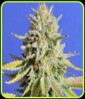 Gorilla #4 - Original Sensible Seeds