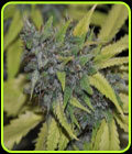 Grandaddy Confidential - Pheno Finder Seeds