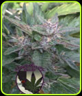 Grandaddy OG - Purple Caper Seeds