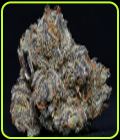 Grandaddy Purple - Big Head Seeds