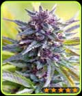 Grandaddy Purple - PowerStrains