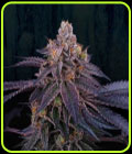 Granita - Perfect Tree Seeds