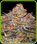 Granny Candy - Humboldt Seed Company