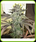 Grape 13 - HazeMan Seeds