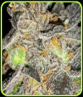 Grape D - KDS Seeds