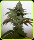 Grape Gas - True Canna Genetics