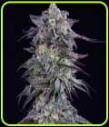 Grape Godalope - Crockett Family Farms