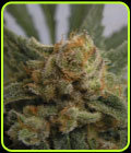 Grape Gum - Ripper Seeds