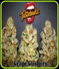 Grape Gushers - TasteBudz Seeds