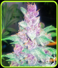 Grape Kush - Cali Connection Seeds