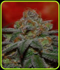 Grape Lime Ricky - Subcools The Dank
