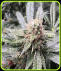 Grape Nana - Cannarado Genetics