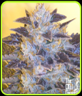 Grape OG - Cali Connection Seeds