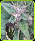 Grape OG - Purple Caper Seeds