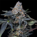 Grape Z x Hollywood - Cookies Seed Bank