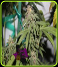 Grape Zkittlez - Purple Caper Seeds