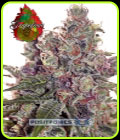 Grapefruit - Positronic Seeds
